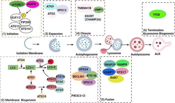 Autophagy in pancreatitis