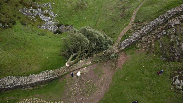 People look at the tree at Sycamore Gap, next to Hadrian's Wall