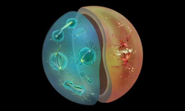 A sphere with two separated halves; the left half is blue and depicts chromosomes separating along spindles inside multiple nuclei, while the right half is orange, depicting a single set of chromosomes and a spindle with no nuclear envelope visible.