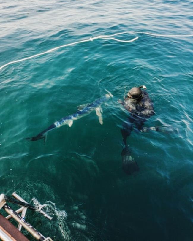 A blue shark comes up to a man in a wetsuit in the water