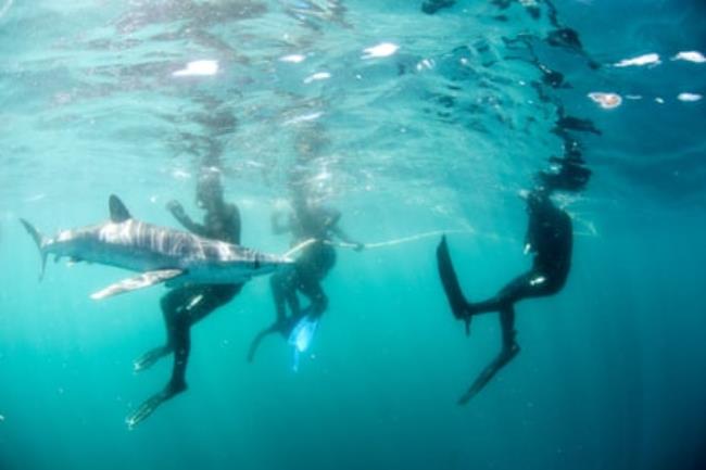 Divers swim with a blue shark