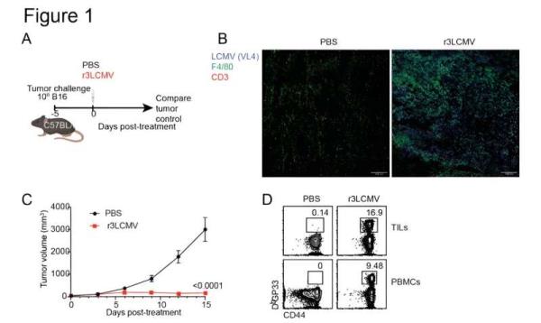 Safer virus helps eliminate cancer