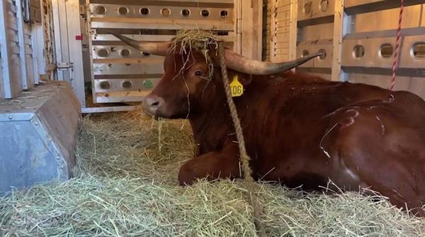 Loose bull seen running on New Jersey tracks is saved from slaughterhouse