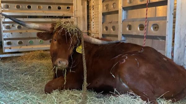 A bull loose on the tracks at Newark Penn Station