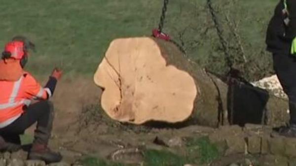 Sycamore Gap tree