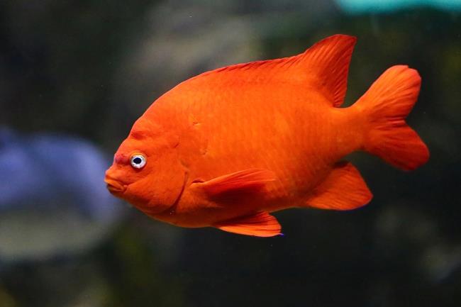 19-garibaldi-fish-facts