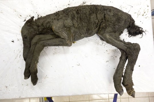 A mummified foal found in the crater