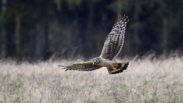 Less than a mo<em></em>nth before hen harrier co<em></em>nsultation closes