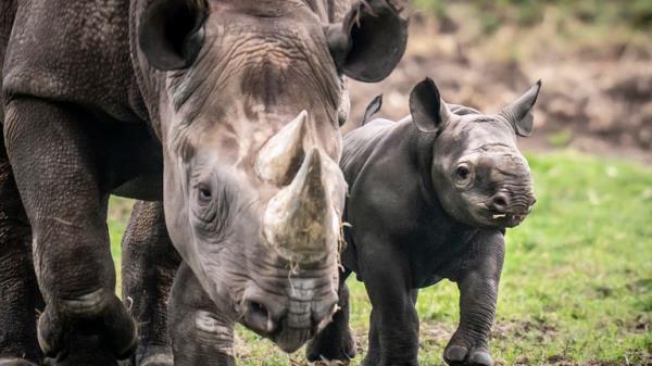 Newborn Black Rhino calf with his mother Najuma exploring his outdoor reserve at the Yorkshire Wildlife Park in Branton, South Yorkshire, wher<em></em>e they are celebrating the first birth in the Park's history of a critically endangered Black Rhino calf, one of the rarest mammals on earth. Picture date: Tuesday February 6, 2024. PA Photo. See PA story ANIMALS BlackRhino. Photo credit should read: Danny Lawson/PA Wire