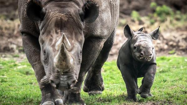 Newborn Black Rhino calf with his mother Najuma exploring his outdoor reserve at the Yorkshire Wildlife Park in Branton, South Yorkshire, wher<em></em>e they are celebrating the first birth in the Park's history of a critically endangered Black Rhino calf, one of the rarest mammals on earth. Picture date: Tuesday February 6, 2024. PA Photo. See PA story ANIMALS BlackRhino. Photo credit should read: Danny Lawson/PA Wire