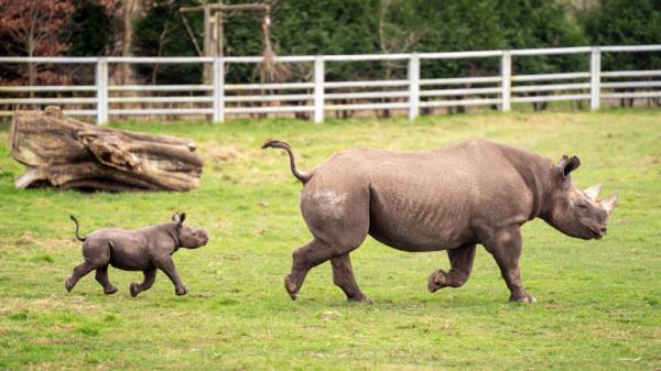 Newborn Black Rhino calf with his mother Najuma exploring his outdoor reserve at the Yorkshire Wildlife Park in Branton, South Yorkshire, wher<em></em>e they are celebrating the first birth in the Park's history of a critically endangered Black Rhino calf, one of the rarest mammals on earth. Picture date: Tuesday February 6, 2024.</p>

<p>　　