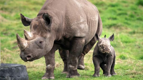 Newborn Black Rhino calf with his mother Najuma exploring his outdoor reserve at the Yorkshire Wildlife Park in Branton, South Yorkshire, wher<em></em>e they are celebrating the first birth in the Park's history of a critically endangered Black Rhino calf, one of the rarest mammals on earth. Picture date: Tuesday February 6, 2024. PA Photo. See PA story ANIMALS BlackRhino. Photo credit should read: Danny Lawson/PA Wire