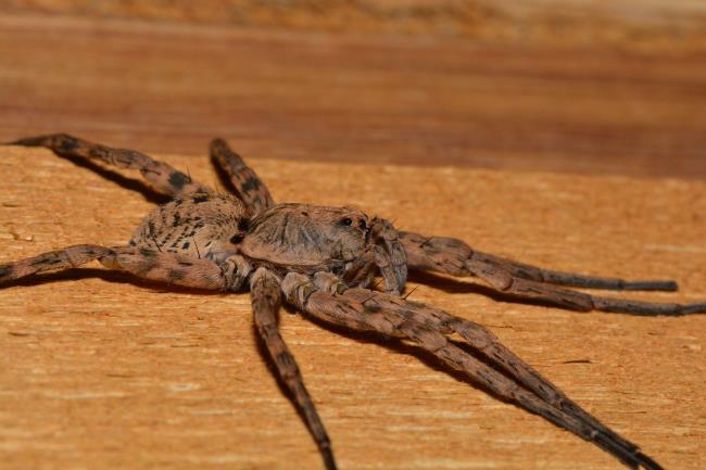 8-intriguing-facts-a<em></em>bout-tiger-wolf-spider