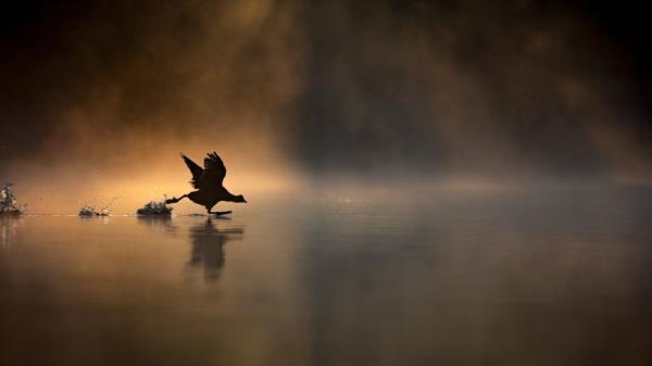 Winner RSPB 15  - 17 Years.</p>

<p>　　“Running on Water” Coot. Frensham Little Pond, Surrey, England. Pic: Max Wood