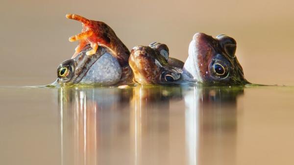 Winner - Animal Behaviour.</p>

<p>　　“Three Frogs in Amplexus” Common frog.  Perthshire, Scotland. Pic: Ian Mason/BWPA