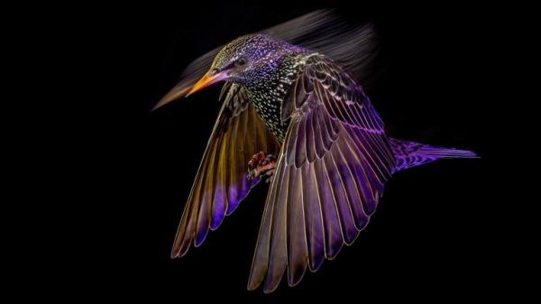 Winner - Animal Portraits.</p>

<p>　　“Starling at Night” Common starling. Solihull, West Midlands, England. Pic: Mark Williams/BWPA