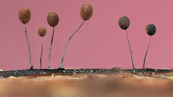 Winner - Botanical Britain.</p>

<p>　　“Tiny Forest Balloons” Slime mould. Essex, England. Pic: Jason McCombe/BWPA