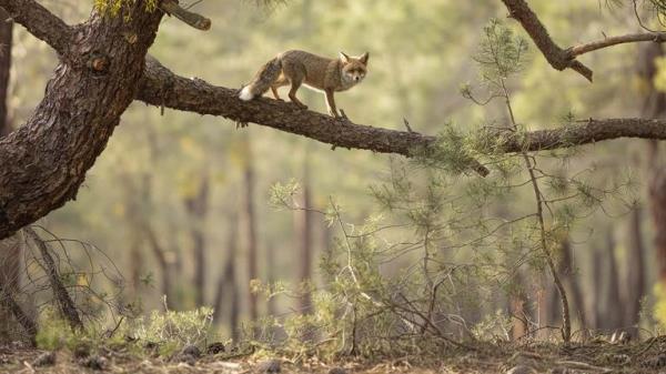 Winner - Habitat.</p>

<p>　　“The Tightrope Walker” Red fox. Sherwood Pines Forest Park, Nottinghamshire, England. Pic: Daniel Valverde Fernandez/BWPA