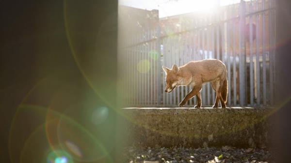 Winner - Urban Wildlife.</p>

<p>　　“Day Walker”  Red fox. Bristol, England. Pic: Simon Withyman/BWPA