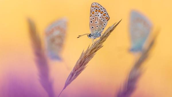 Winner - Hidden Britain.</p>

<p>　　“Three’s a Crowd”  Common blue butterfly. Vealand Farm, Devon, England. Pic: Ross Hoddinott/BWPA