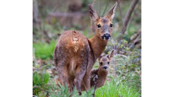 Winner, RSPB 12 - 14 Years, “Mother and Fawn”</p>

<p>　　Roe deer. Sherfield on Loddon, England. Pic: Felix Walker-Nix/BWPA