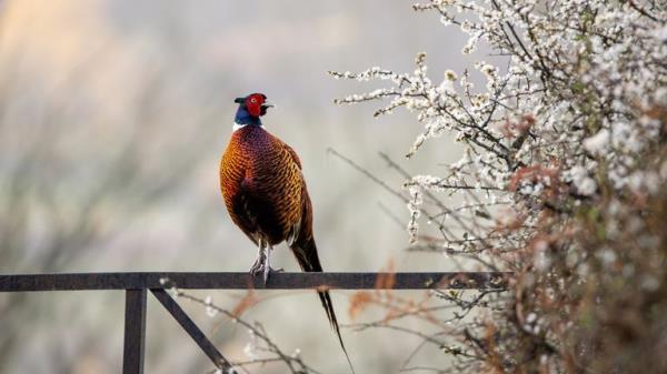 Winner RSPB 11 and under.</p>

<p>　　“Spring’s Treasures” Pheasant. Mid Wales. Pic: Jamie Smart/BWPA