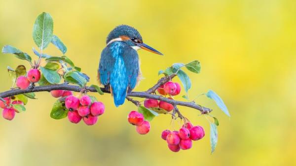 Winner - British Seasons.</p>

<p>　　“The King’s Quarters”  Common kingfisher. Bedfordshire, England. Pic: Warren Price/BWPA