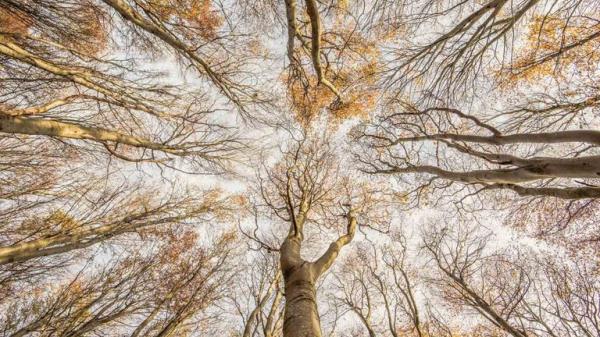 Winner - Wild Woods.</p>

<p>　　“Beech for the Sky” Beech. East Lothian, Scotland. Pic: Graham Niven/BWPA