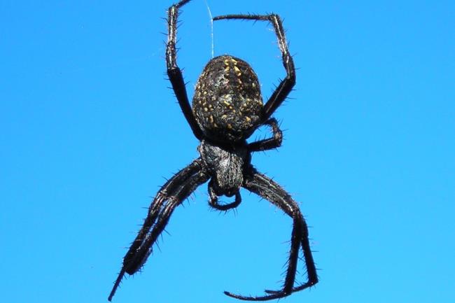 10-surprising-facts-a<em></em>bout-diamond-orbweaver