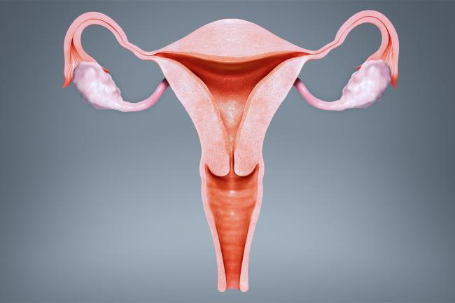 18-facts-a<em></em>bout-the-uterus