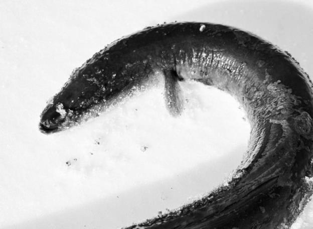 Eel on ice