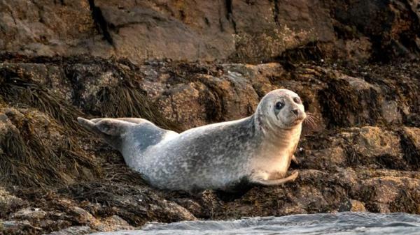 A grey seal lounges on a small island in Casco Bay, Tuesday, Sept. 15, 2020, off Portland, Maine. Pic: AP Photo/Robert F. Bukaty, File