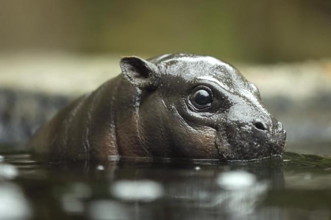 8-facts-a<em></em>bout-national-pygmy-hippo-day-april-8th