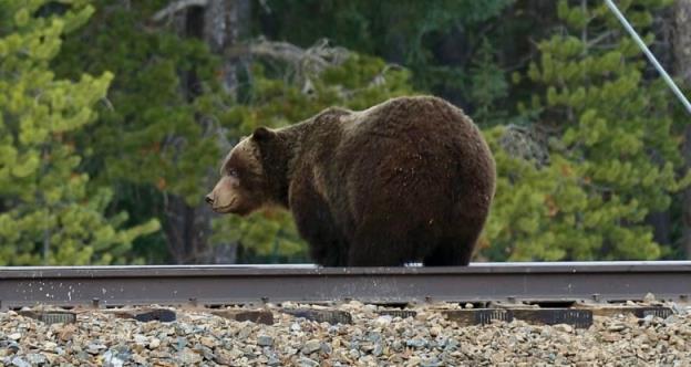 A grizzly standing on train tracks