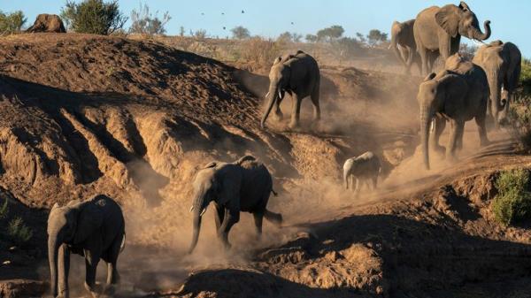 African elephant (Loxodo<em></em>nta africana) walking in line, Mashatu Game Reserve, Botswana. (Sergio Pitamitz / VWPics via AP Images)</p>

<p>　　Pic:AP