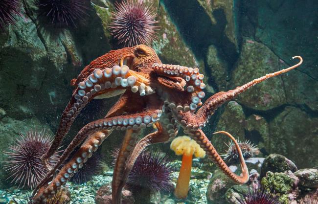 12-great-the-giant-pacific-octopus-facts