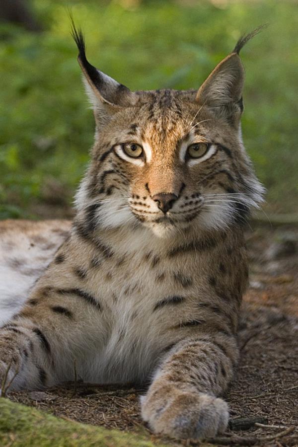 Light gray and brown furry animal with dark dots licking its front left paw. It is surrounded by snow.