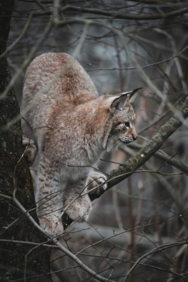 Light gray and brown furry animal with pointy ears and huge paws sitting on a branch up in a tree.