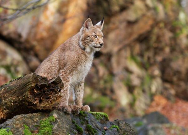 Light brown furry animal on a rock looking at the front. It has tufts of black hair on the tips of the ears.