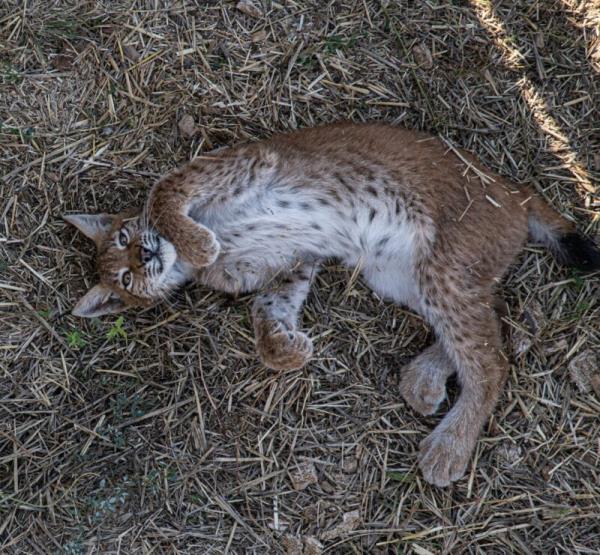 Almost white very furry animal with dark dots, huge paws and extra long hind legs. It is walking on snow.