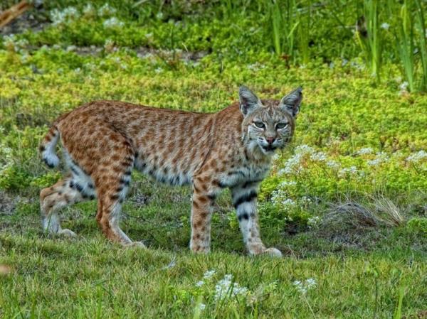 Reddish feline animal with white underside, with darker reddish spots on top and black spots on the belly.