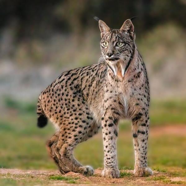 Lynx: Brown feline animal with many black dots, pointy ears, short tail and a furry chin.