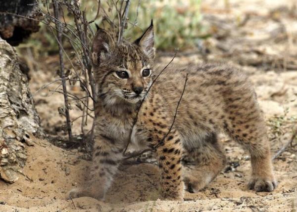 Small animal with brown fur and black dots. It has pointy ears and big dark eyes.