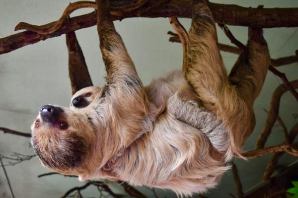 Sloths: animal with long, whitish hair on the ground.