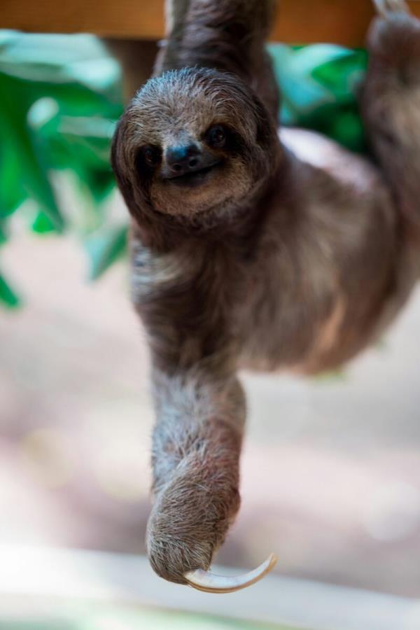 Brown animal hanging from a tree. It has very long claws.