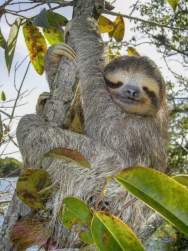 Gray animal with closed eyes that looks like hugging a branch and smiling. Three long claws on one arm.