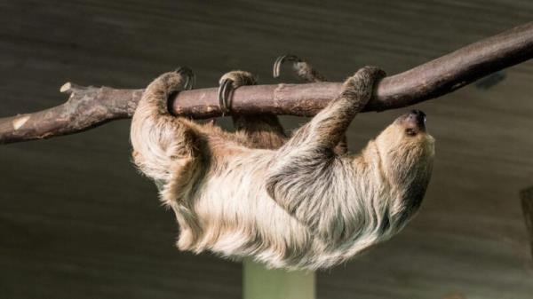 Big animal with brown hair hanging under a branch. It has 2 long, dark curved claws on each leg.