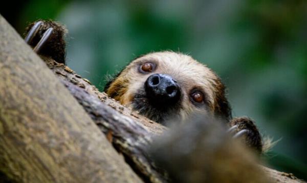 A little animal is hanging from a branch. It has long claws and brown fur, a black nose and brown eyes.