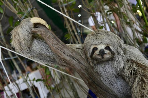 Animal with long gray fur, white face and black nose and eyes, holding a limb with one long, clawed arm.