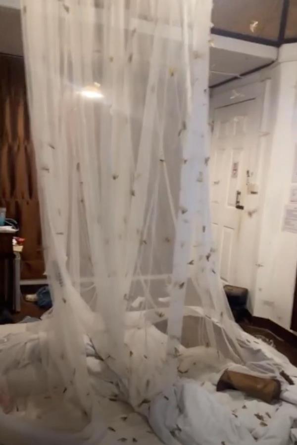 Two British tourists in Thailand accidentally let hundreds of moths into their hotel room.